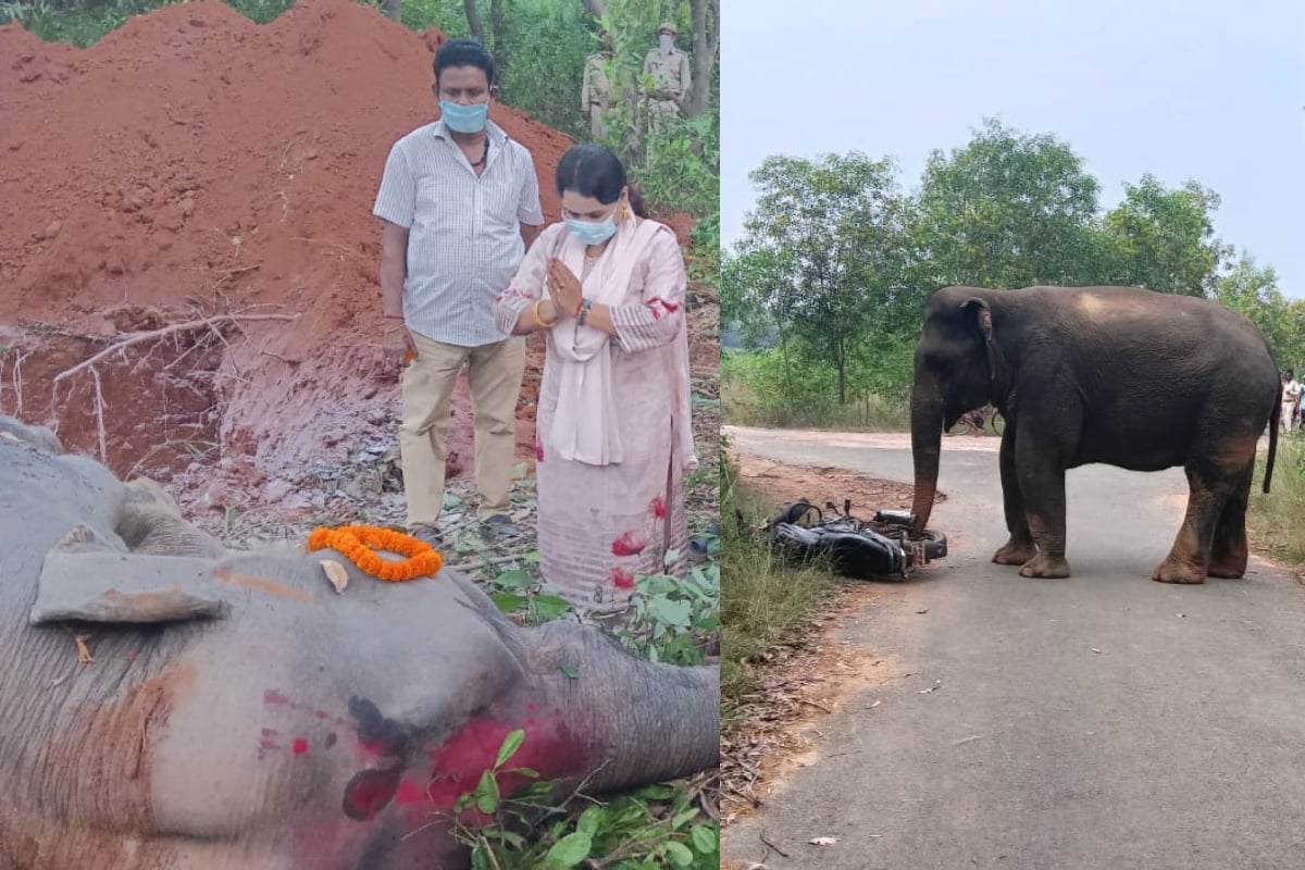 Jharkhand: Why is DFO Mamta Priyadarshini paying tribute to the elephant?  Two female elephants died within 24 hours