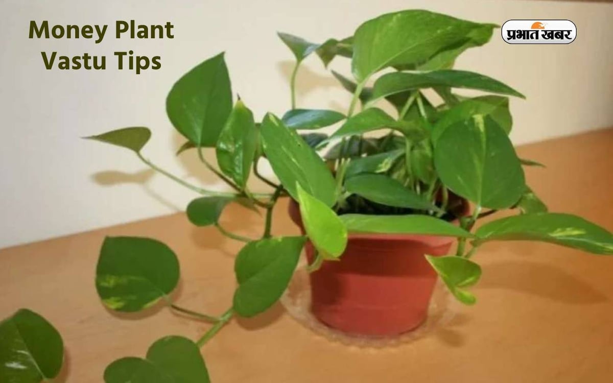 Money Plant Vastu Tips: Money Plant will remove Vastu defects, just follow these measures