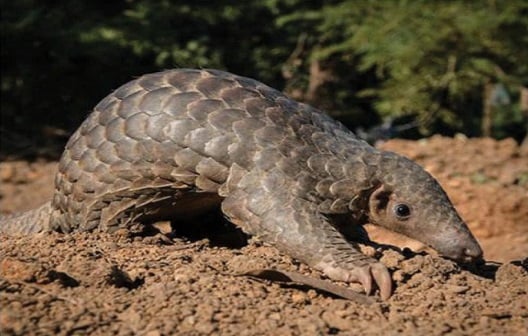 People were scared after seeing rare pangolin in Arwal, informed forest department, caught after a lot of effort