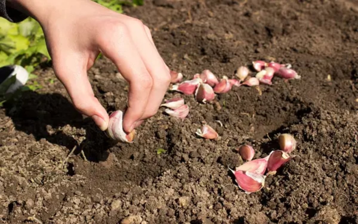 Thinking of planting a new plant in winter?  Garlic can be easily grown at home, it is best in both taste and health.