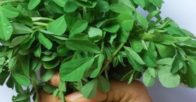Fenugreek is helpful for lactating mothers, know its other magical benefits