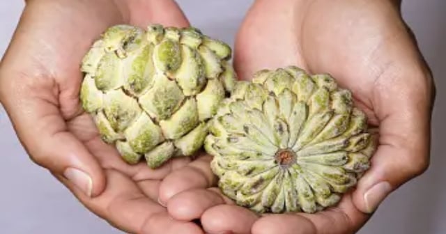 Custard apple protects health along with weight control, know its 10 health benefits