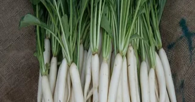 Winter Diet: Radish boosts immunity along with weight control, know its health magic