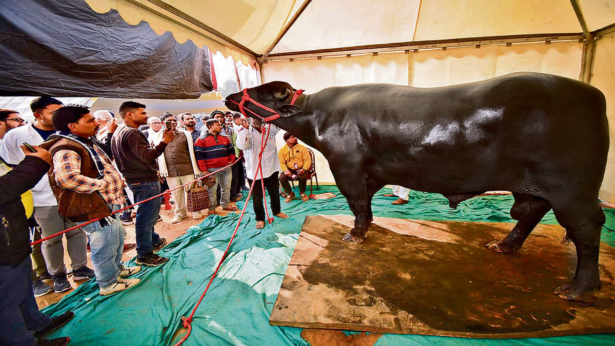 PHOTOS: Nitish-Tejashwi came to see the buffalo worth Rs 10 crore, Gholu has given birth to more than 30 thousand children