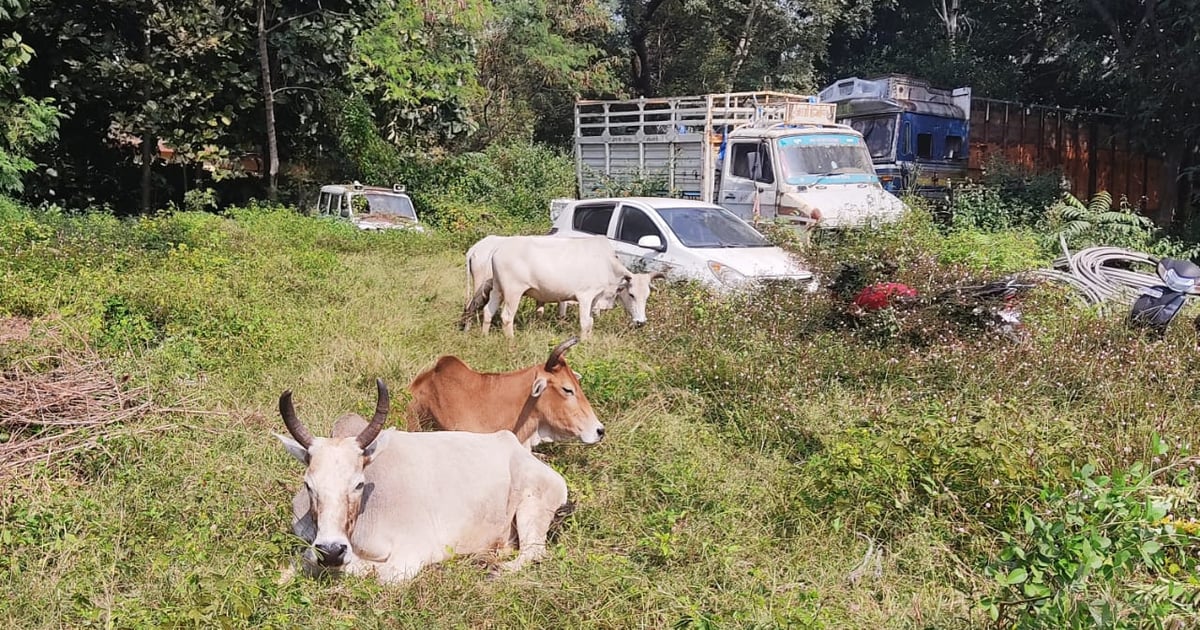 Bihar: Police started chasing smugglers running away with cattle, pickup overturned on rocky road, driver arrested