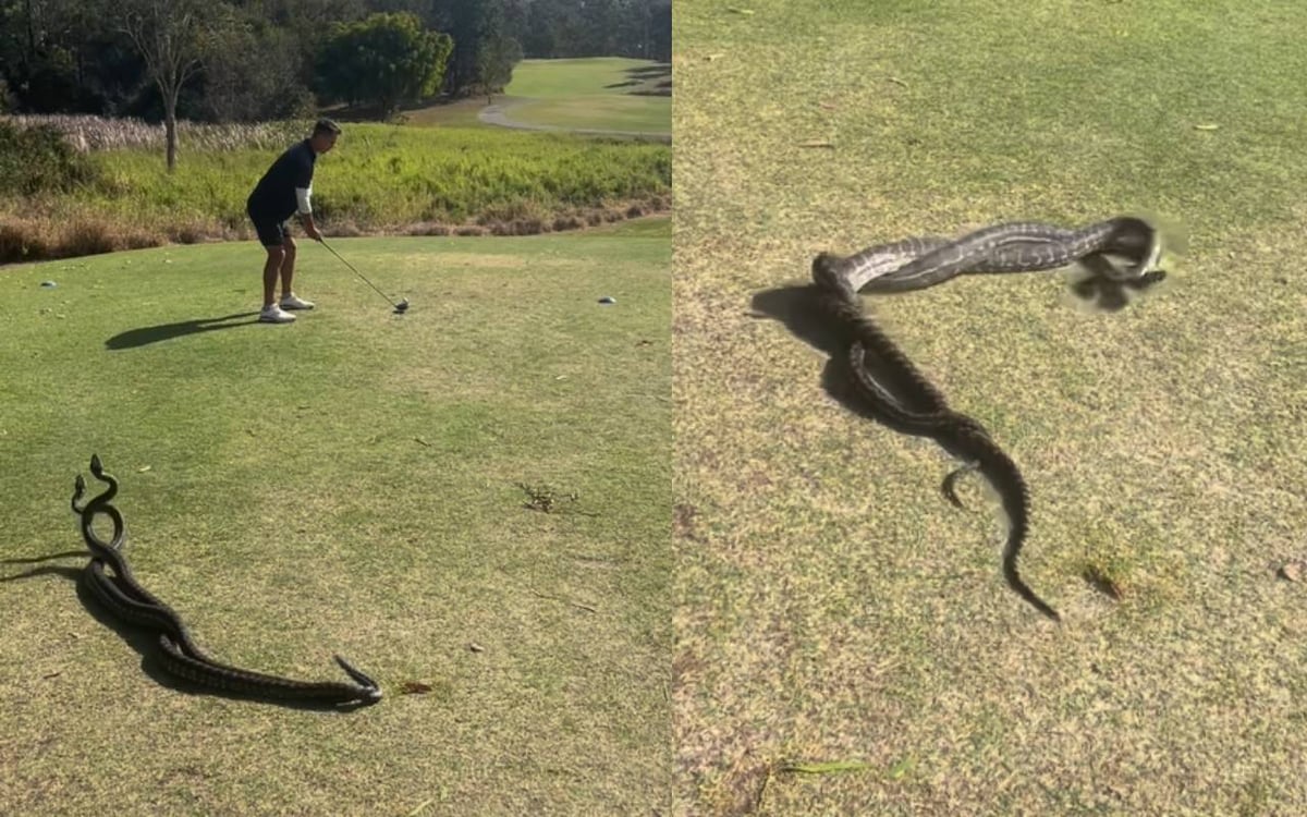 Bizarre Video: This boy was seen playing golf among a pair of snakes, video goes viral on social media