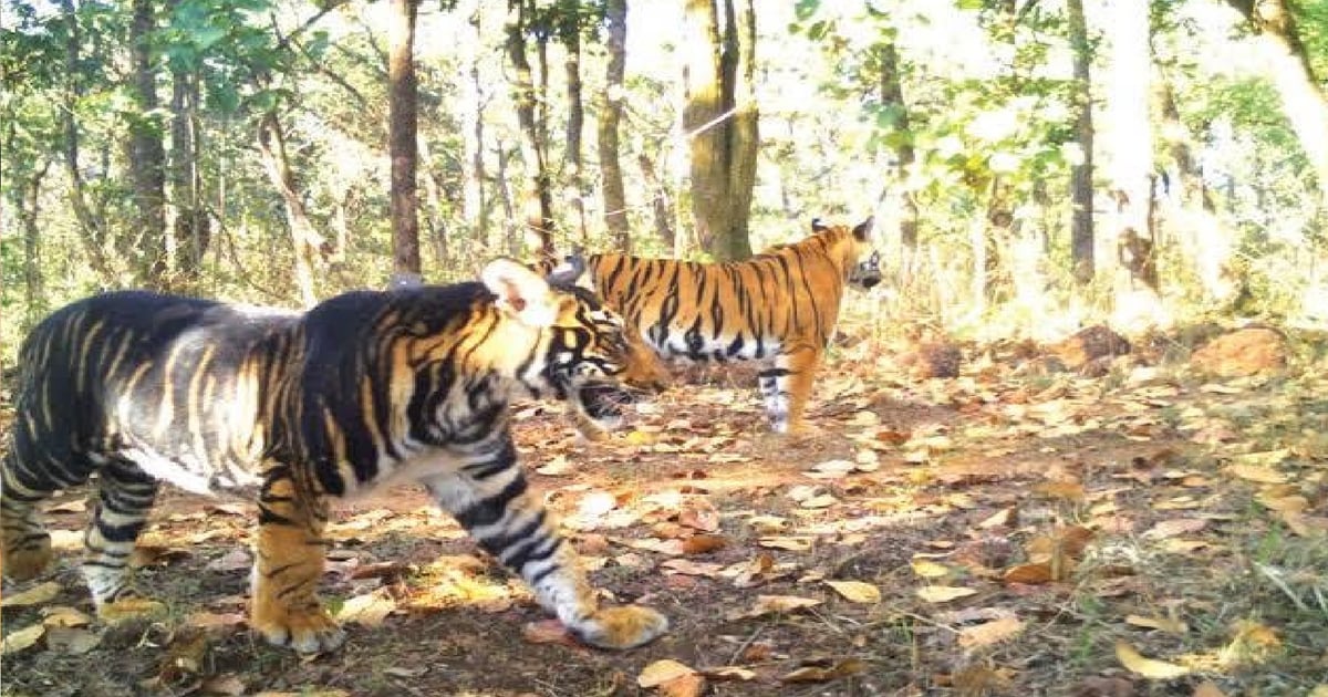 Entry of two tigers in PTR, increased security arrangements, every moment activity getting trapped in cameras.