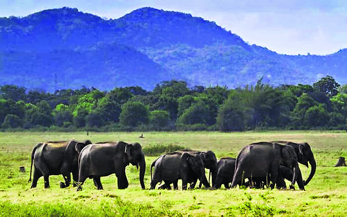 Jamshedpur: DNA testing of elephants done for the first time in Dalma and surrounding areas