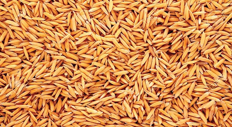 Jamshedpur: Paddy procurement can start from January 1, department gave instructions for preparation