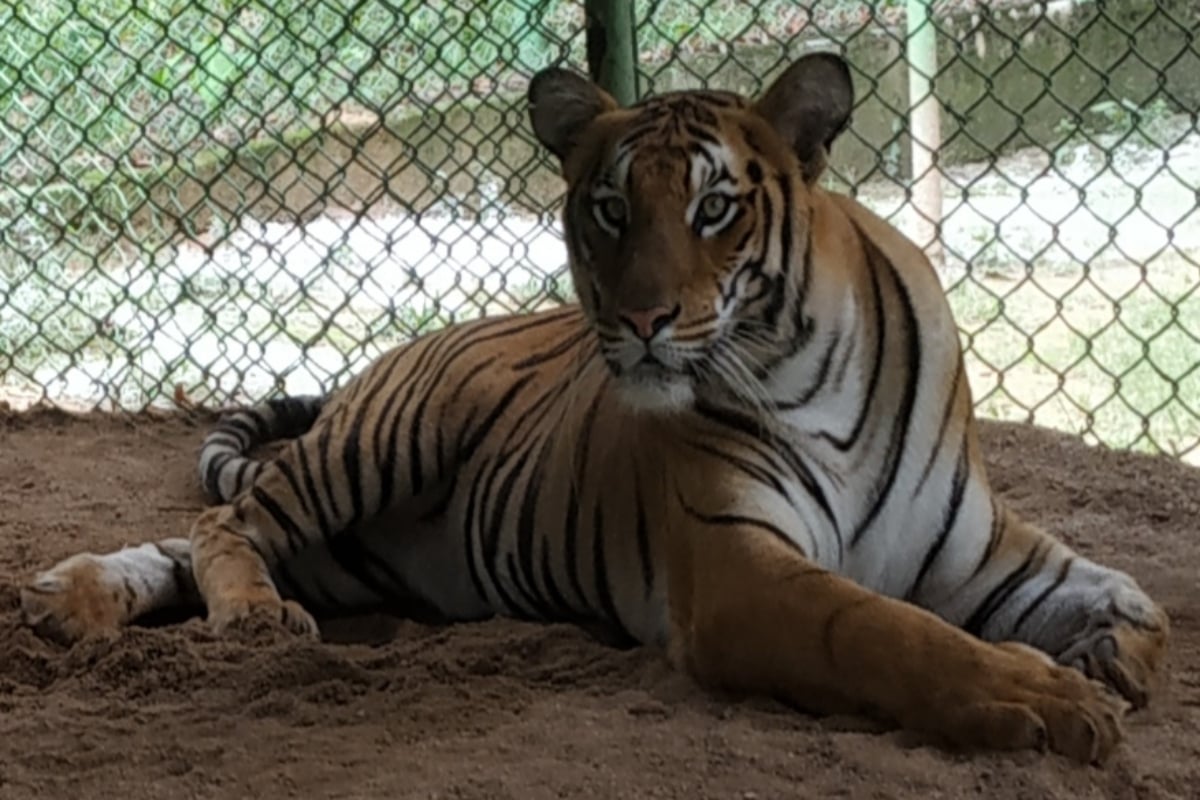 Jharkhand: Ormanjhi Park's tigress 'Saraswati' died, kidney infection took her life, now these tigers and tigresses along with their mother are alive. 