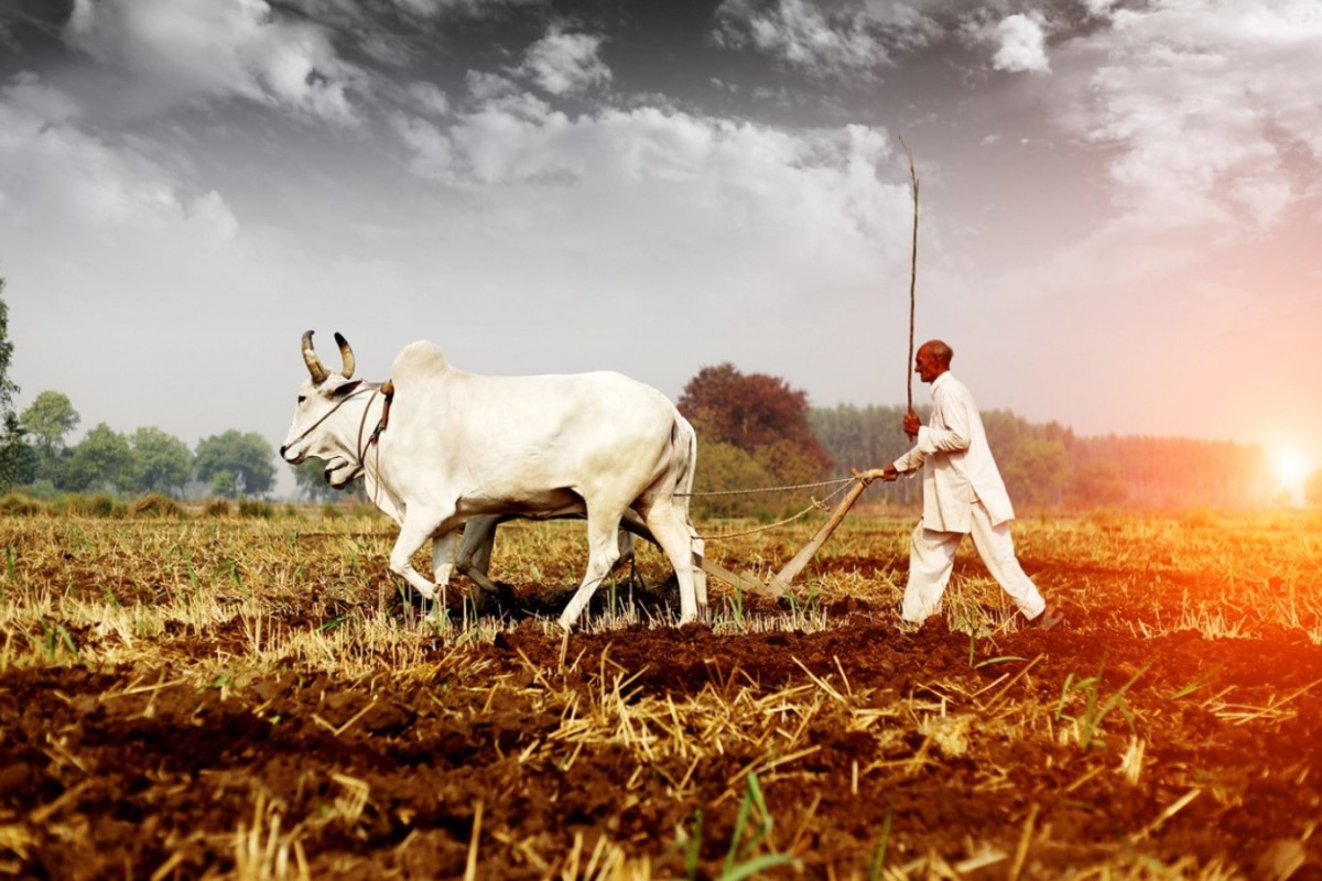 Jharkhand: State government will give a bonus of Rs 117 to farmers, they will get Rs 2300 for one quintal of paddy.