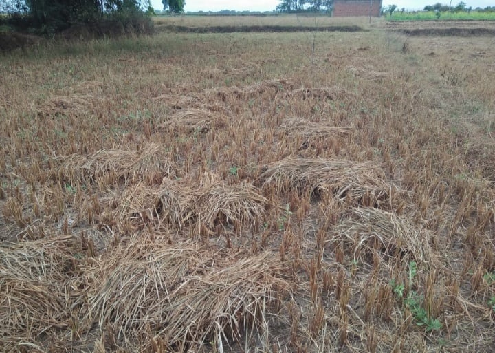Lohardaga: Temperature dropped due to unseasonal rain, paddy crop loss, poor condition of farmers. 