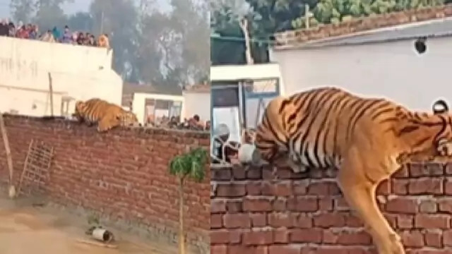 Pilibhit: The tiger that came out of the forest has set up camp on the wall, became a center of curiosity for the crowd, the forest department laid a trap.
