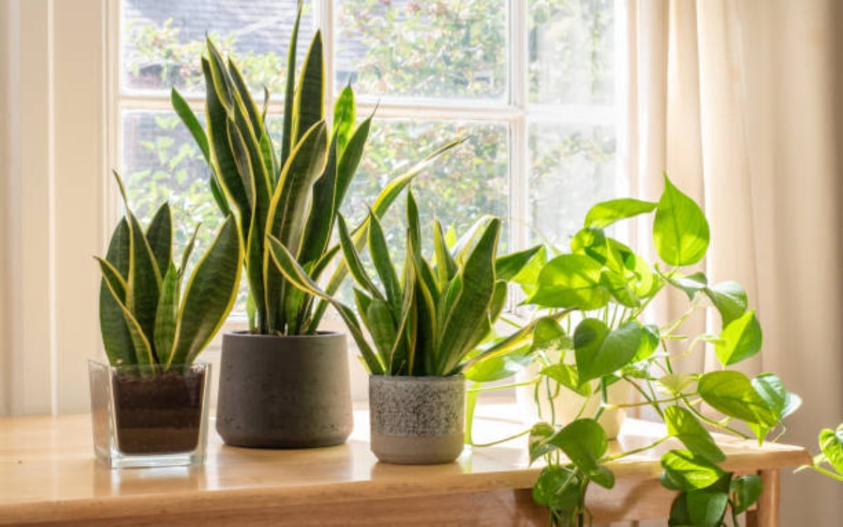 Plant these 5 plants indoors during winter season, it is very easy to take care of.
