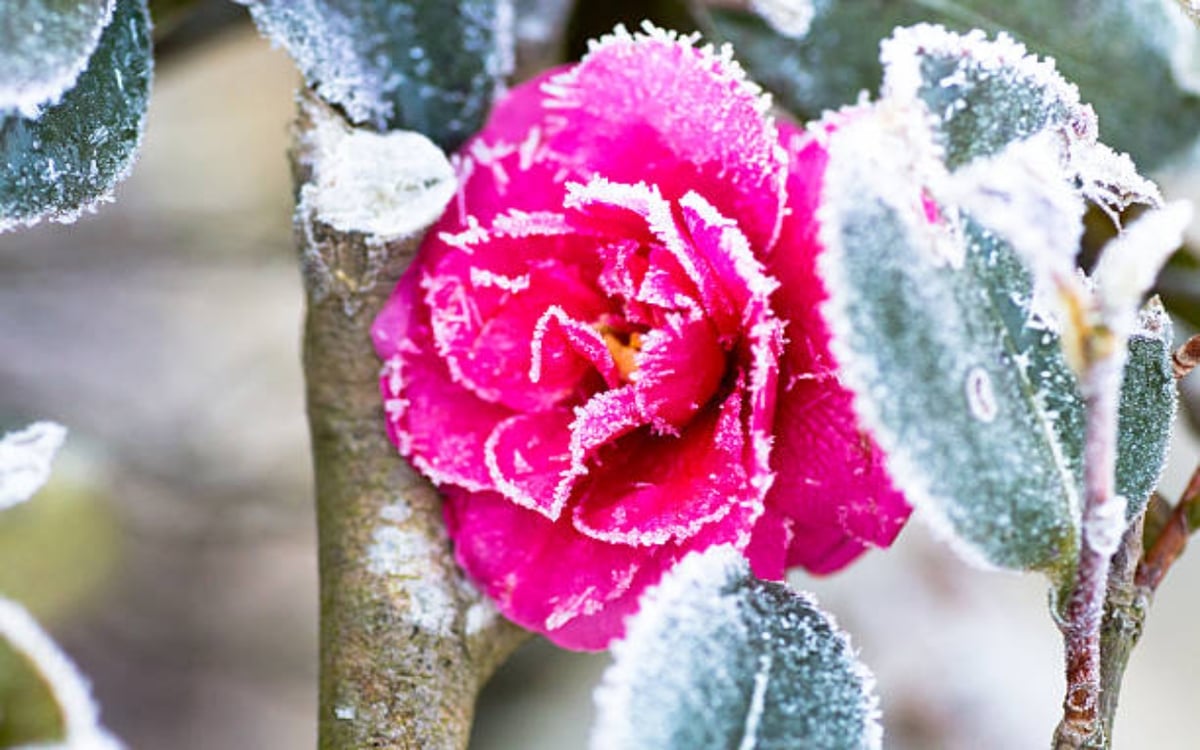 Rose Plant Care in Winter: How to take care of rose plant in winter season, try these 6 tips