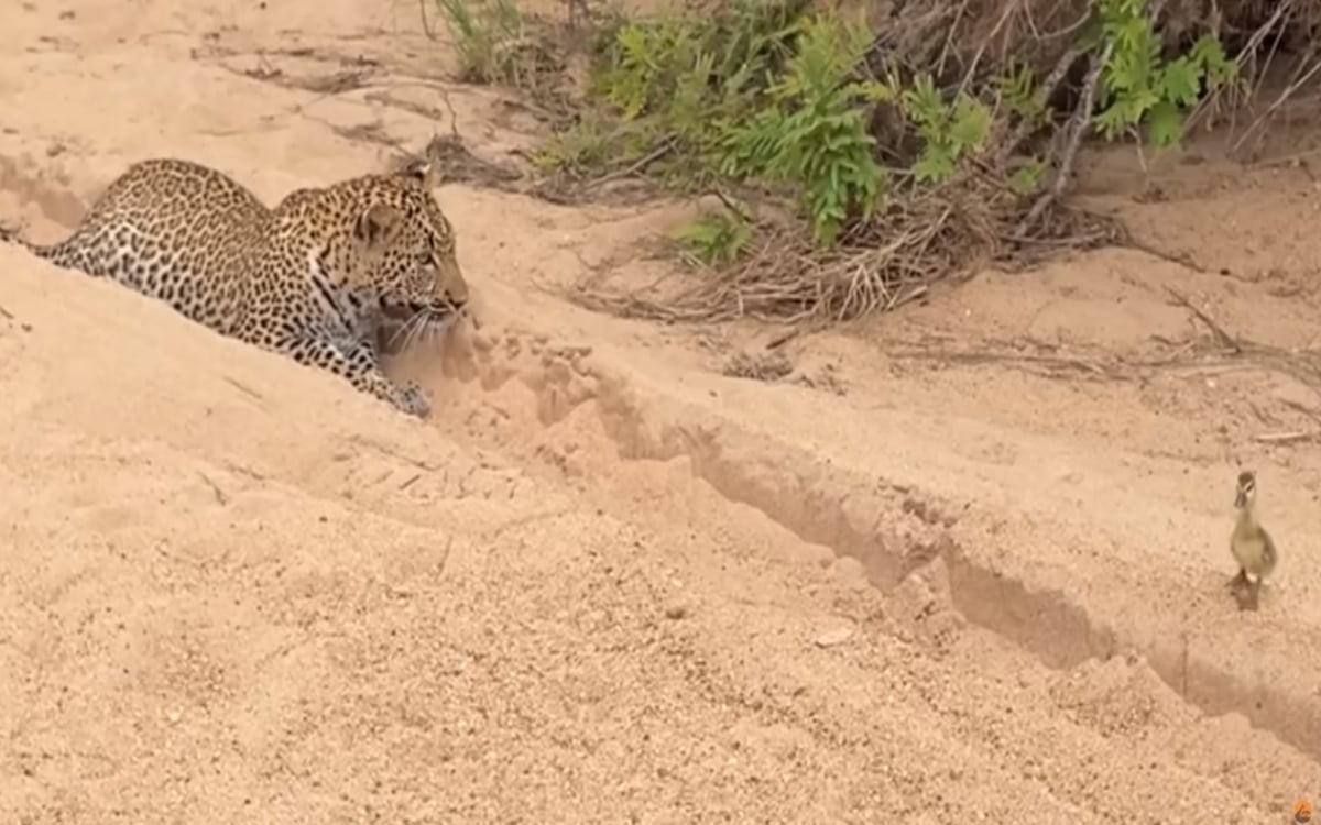 VIRAL VIDEO: A small bird walked on its own to the dangerous leopard, then watch the game of prey and hunter.