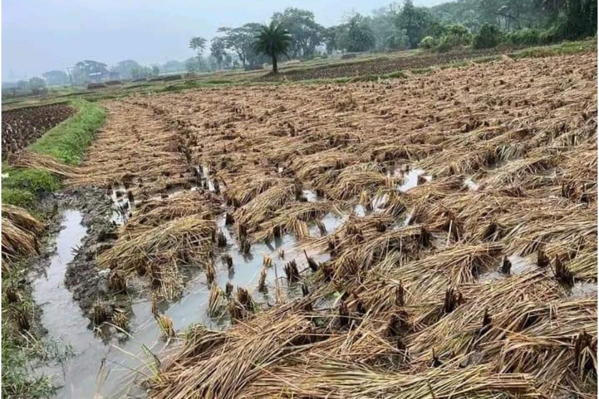 WB News: Extensive damage to paddy and potato crops in East Burdwan, farmers worried.