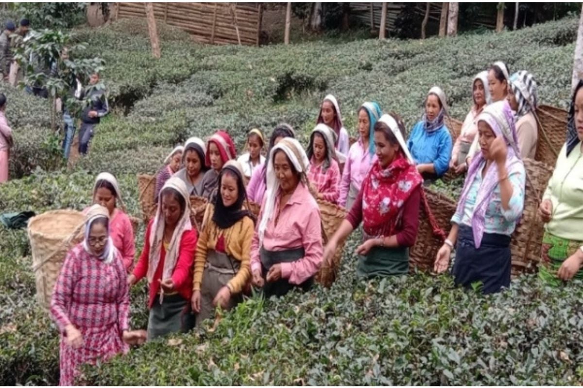 WB News: Mamta Banerjee's different form seen in the tea garden of Kurseong, plucked tea leaves with women workers.