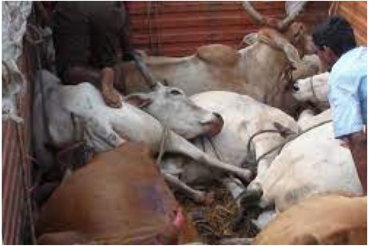 West Bengal: Stealing a cow proved costly for the thieves, the villagers caught them and beat them to death.