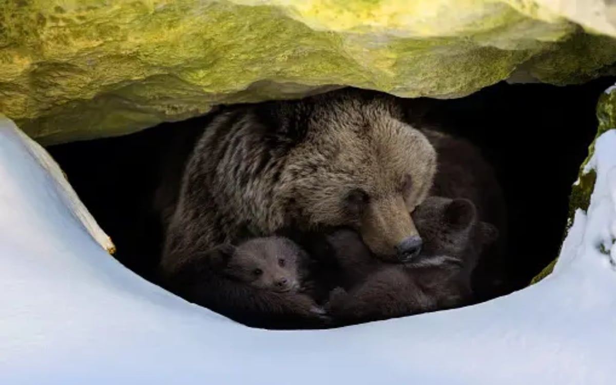 What is the relation between increase in age and hibernation of animals, know interesting facts from research