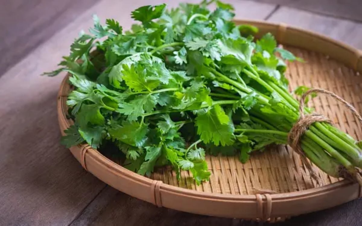 Know the amazing benefits of eating coriander leaves, it helps in weight loss and helps in cleaning the stomach.