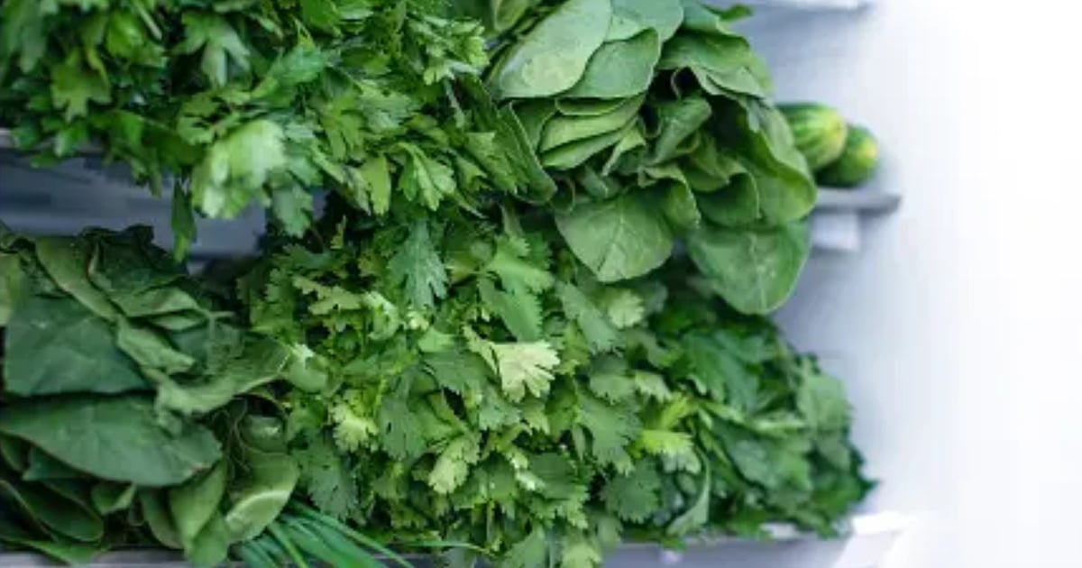 Coriander leaves will remain fresh, follow the tips to store them in the fridge.