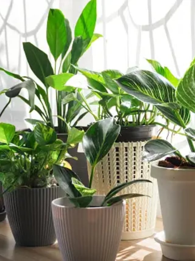 Luck will change with blessings, plant these indoor plants at home