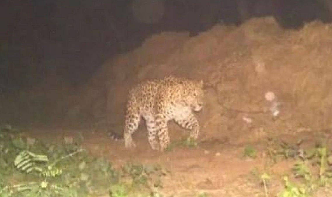 Dreaded leopard roaming freely in this city of Bihar, people panic, special team is searching