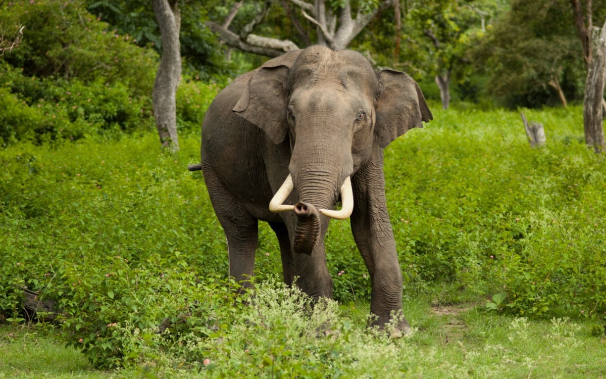Gumla: Half a dozen people saved from elephant attack, saved their lives by running away