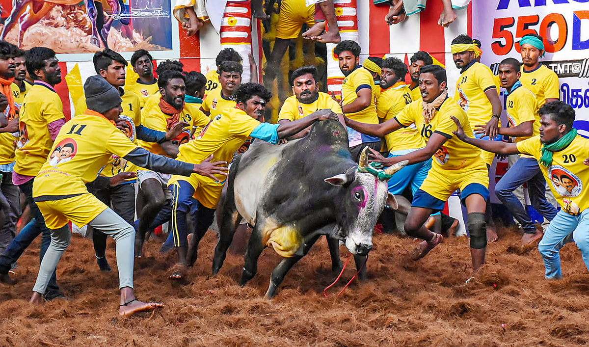 Jallikattu turns deadly, two people including 11 year old child die, know how this game is played