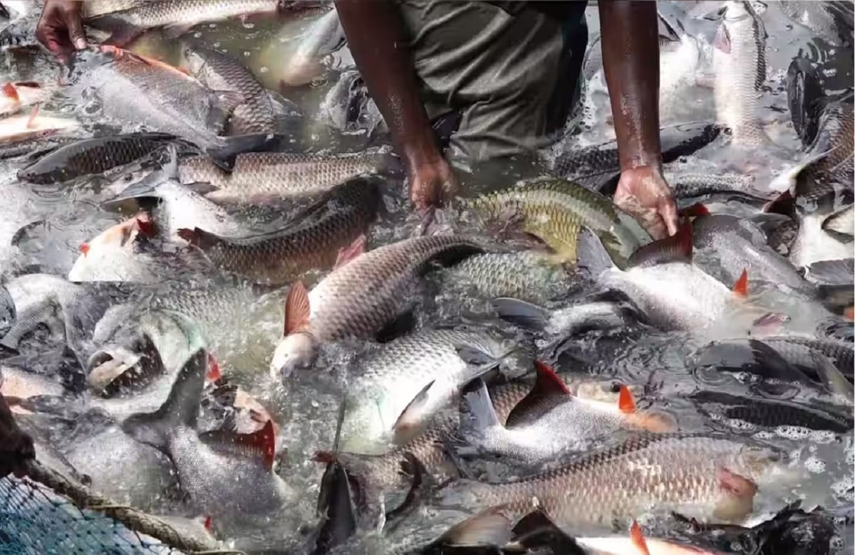 North Bihar will be self-sufficient in fish production this year, production increased by one and a half thousand metric tons in a year in Sitamarhi