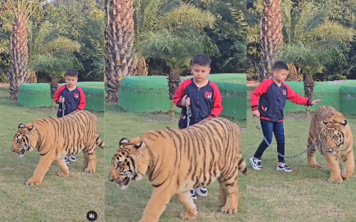 Viral Video: Small child took a walk with Tiger, you will be stunned after watching the video.