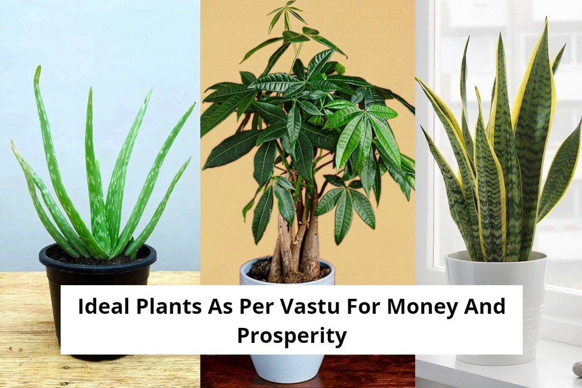 Vastu Tips: Plant these plants in the right direction as per Vastu in the house, it will rain wealth.
