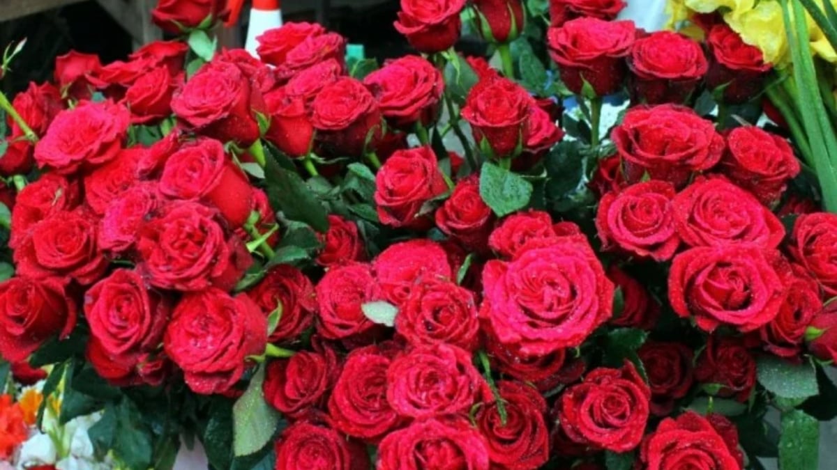 Valentine week begins, demand for roses increases in Patna on Rose Day, know what is the preparation of the market