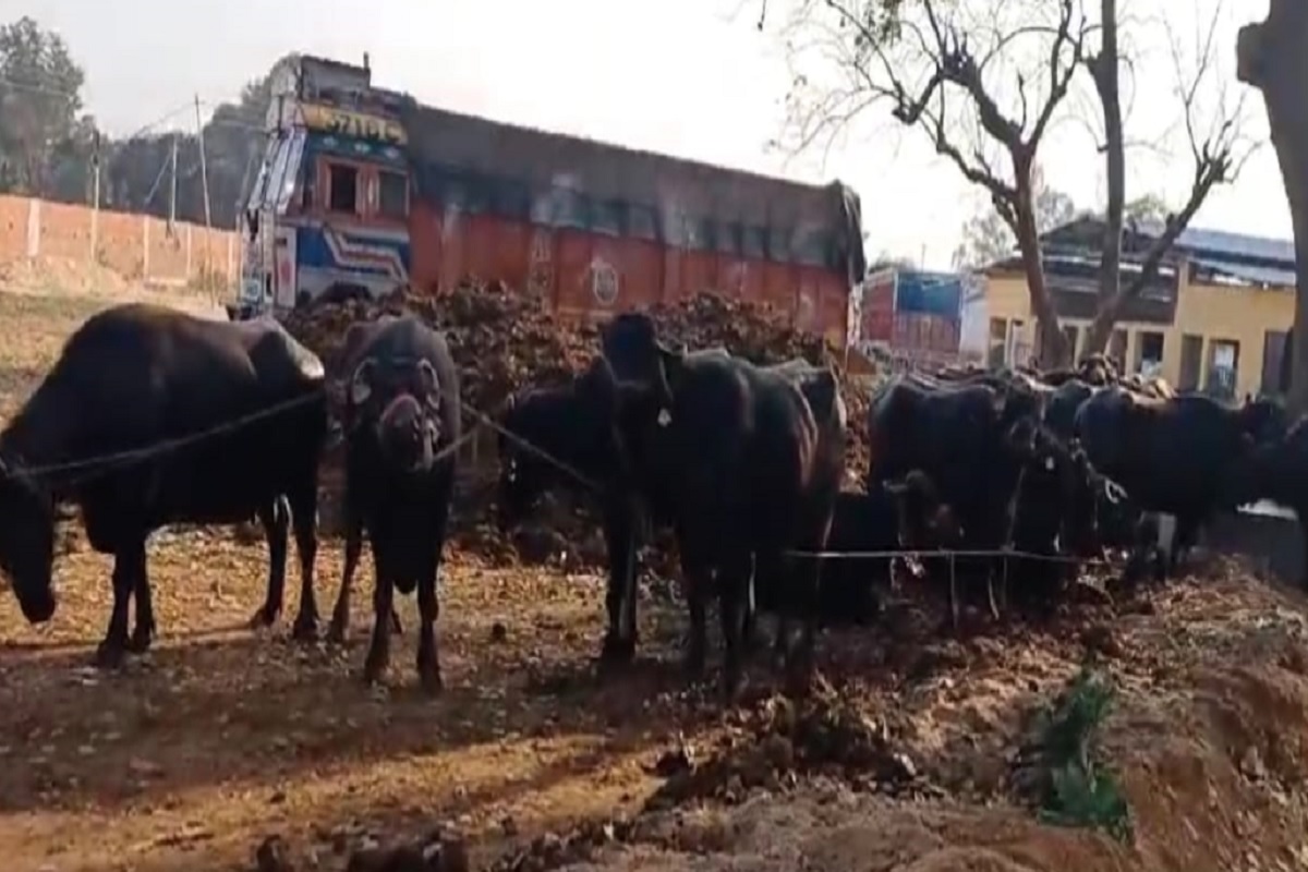 Three vehicles loaded with animals seized in Koderma, 13 people arrested