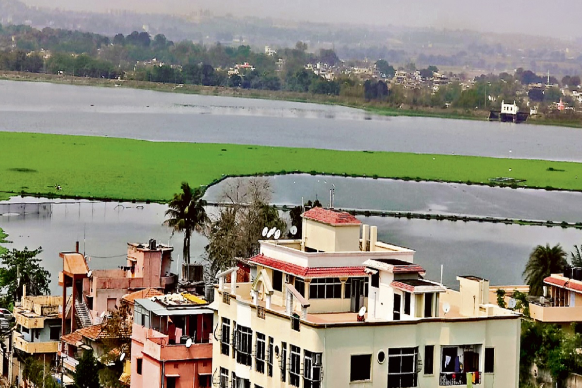 Due to water hyacinth, the water of Ranchi's Kanke Dam turns green, stinks.