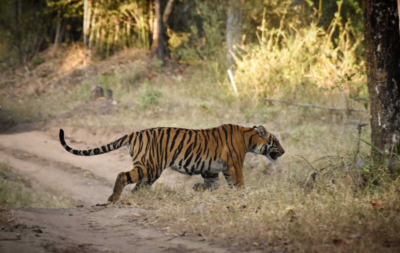 Kanha Tiger Reserve: See the beautiful forest sanctuary of MP