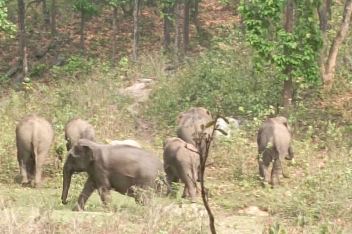 गांव में घुसा हाथियों का झुंड