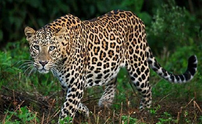 Bihar News: Leopard attacked farmers harvesting wheat in Arrah, police advised people to stay at home