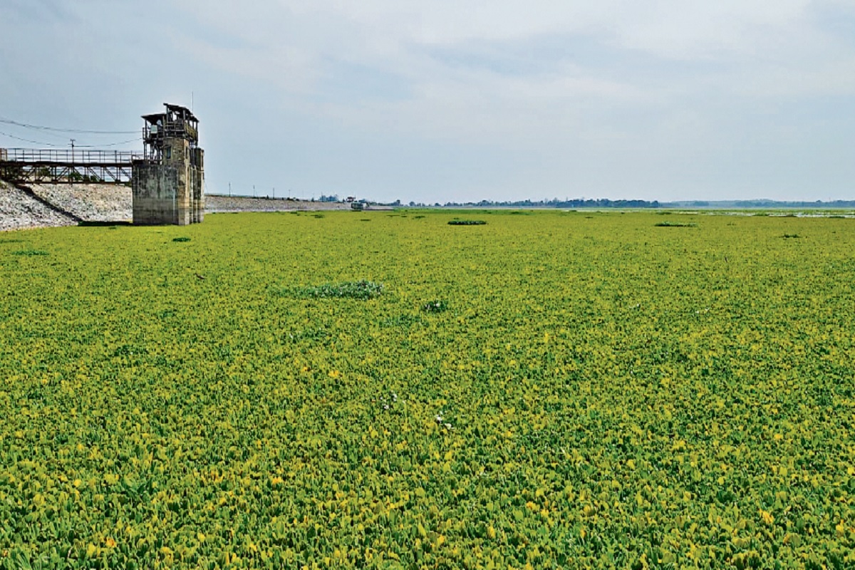 Ranchi News: Rukka and Kanke dams of Ranchi covered with water hyacinth and aquatic grass.
