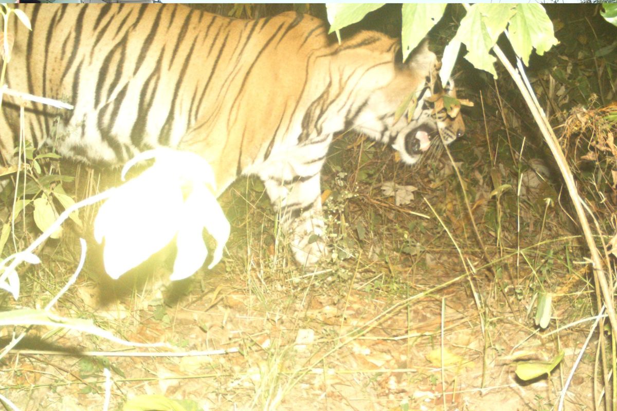 पलामू टाइगर रिजर्व में कैद बाघ की तस्वीर